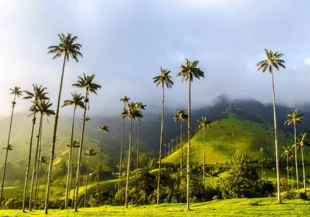 Valle de Cocora