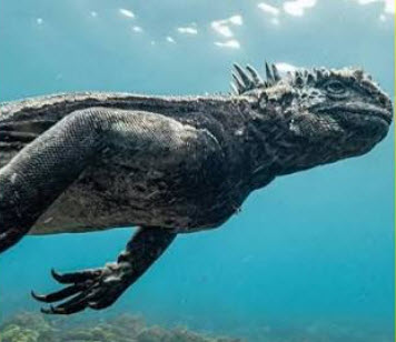 iguanas marinas capaces de nadar