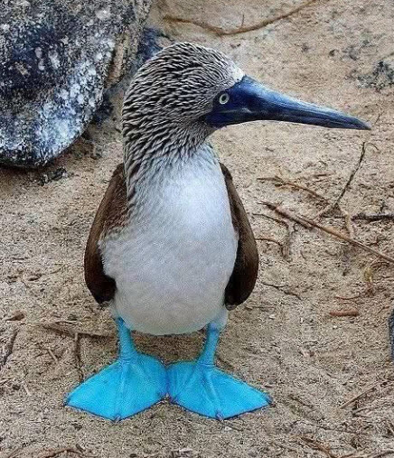piqueros de patas azules