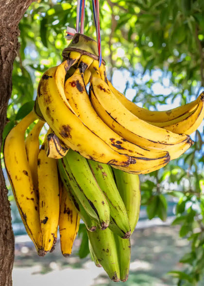 plantain