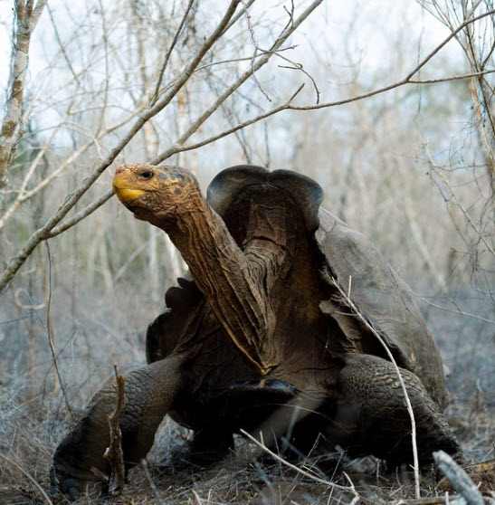 tortugas gigantes terrestres